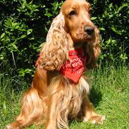 Cocker spaniel Penlope