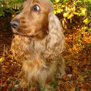 Cocker spaniel Penlope