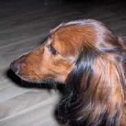 Gravhund navn = Sussie <3