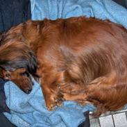 Gravhund navn = Sussie <3