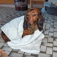 Gravhund navn = Sussie <3