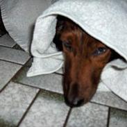 Gravhund navn = Sussie <3