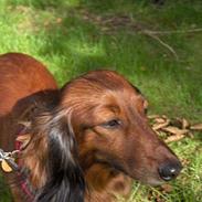 Gravhund navn = Sussie <3