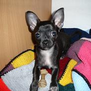 Chihuahua Little Look