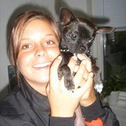 Chihuahua Little Look