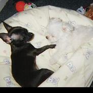 Chihuahua Little Look