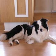 Border collie Handy