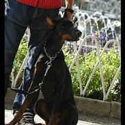 Dobermann Dafne Van´t Liethohof