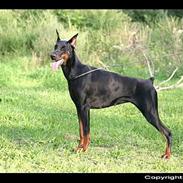 Dobermann Dafne Van´t Liethohof