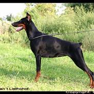 Dobermann Dafne Van´t Liethohof