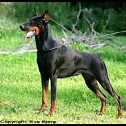 Dobermann Dafne Van´t Liethohof