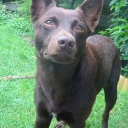 Australsk kelpie Clara