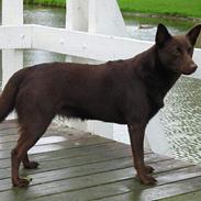 Australsk kelpie Clara