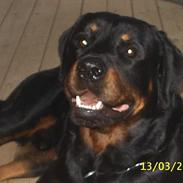 Rottweiler Max