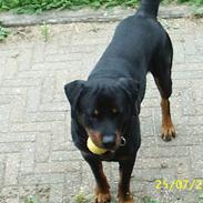 Rottweiler Max