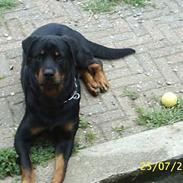 Rottweiler Max
