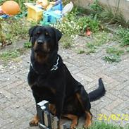 Rottweiler Max