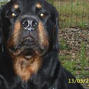 Rottweiler Max