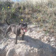 Staffordshire bull terrier Roxystaff Fancy Fie