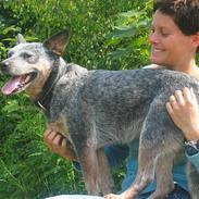 Australsk cattledog Tess