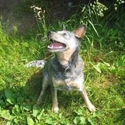 Australsk cattledog Tess