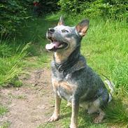 Australsk cattledog Tess