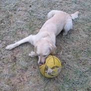 Golden retriever Lapija's Daisy <3