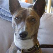 Basenji Mickey