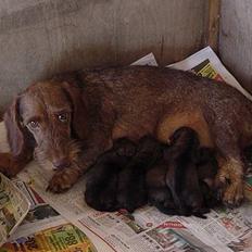 Gravhund SØNDERSKOVEN`S  CHAOS CR 