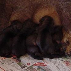 Gravhund SØNDERSKOVEN`S  CHAOS CR 