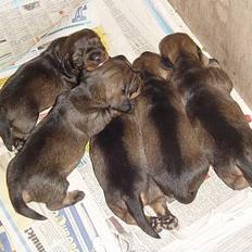 Gravhund SØNDERSKOVEN`S  CHAOS CR 