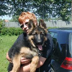 Schæferhund Slottet's Skywalker