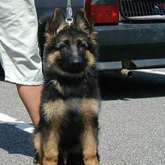 Schæferhund Slottet's Skywalker