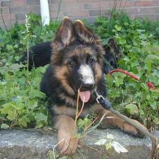 Schæferhund Slottet's Skywalker