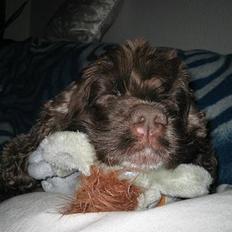 Amerikansk cocker spaniel PRINSESSE Tessa