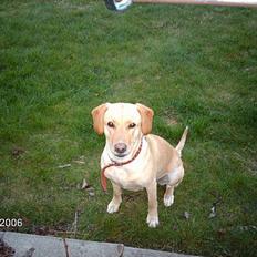 Labrador retriever Dina