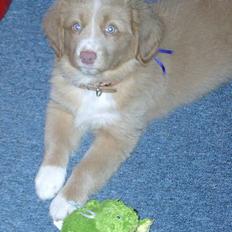 Nova scotia duck tolling retriever Tolling Indians Starwalker Dabbe