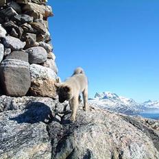 Islandsk fårehund Godrumgård´s Vargur