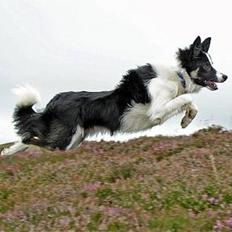 Border collie Harvey