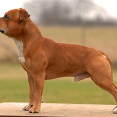 Staffordshire bull terrier    CH.Angelic Staff Ninja
