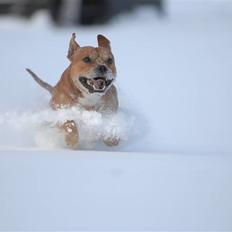 Staffordshire bull terrier    CH.Angelic Staff Ninja