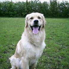 Golden retriever Snoop
