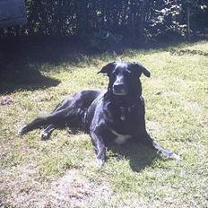 Blanding af racer Juvel 6/3-98 - †14/6-10†