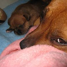 Staffordshire bull terrier "Honey" R.I.P