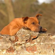 Staffordshire bull terrier "Honey" R.I.P