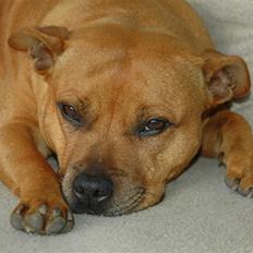 Staffordshire bull terrier "Honey" R.I.P