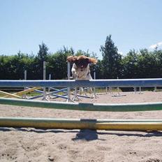 Kleiner münsterländer Sascha