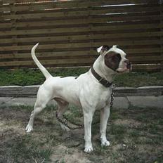 Amerikansk bulldog Tyson "Tiger".  CC  OMBRA