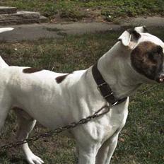 Amerikansk bulldog Tyson "Tiger".  CC  OMBRA