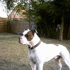 Amerikansk bulldog Tyson "Tiger".  CC  OMBRA